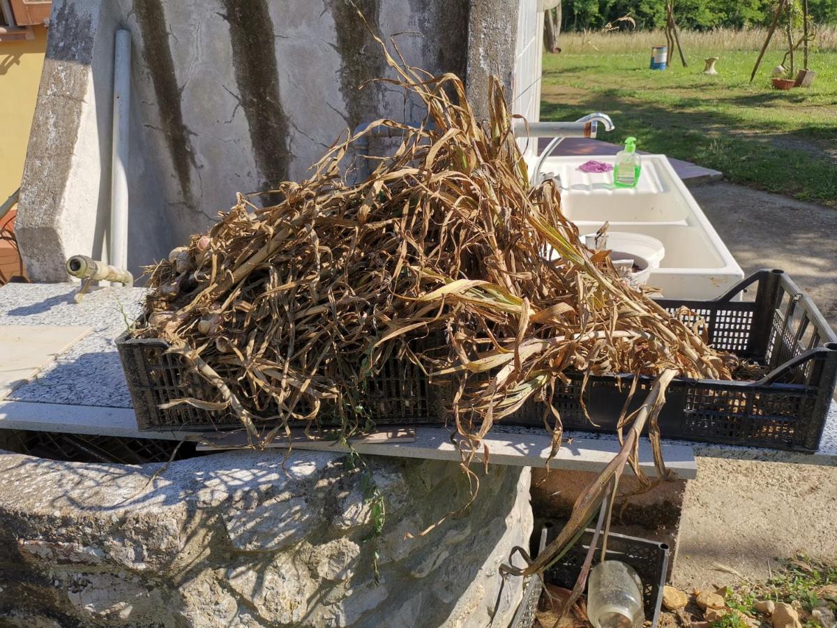 Masseria Le Querciole Fauglia Kültér fotó