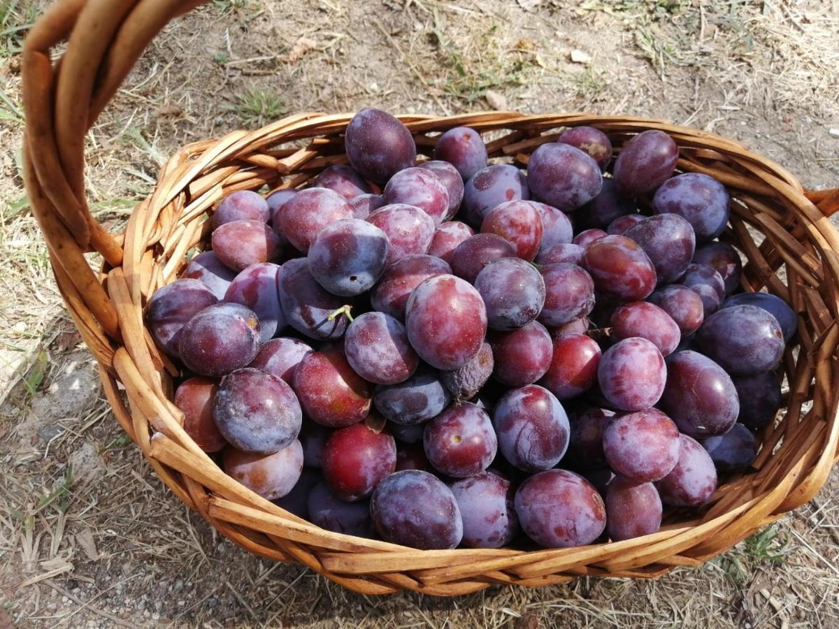 Masseria Le Querciole Fauglia Kültér fotó