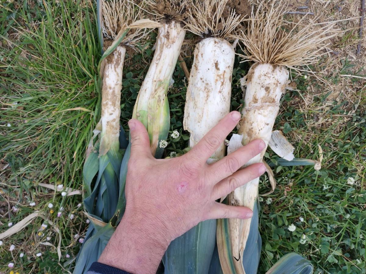 Masseria Le Querciole Fauglia Kültér fotó